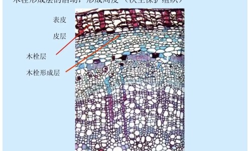 寻麻疹病人宜多吃什么网 :分享寻麻疹病人吃什么最好-荨麻疹病人吃什么食物好知识